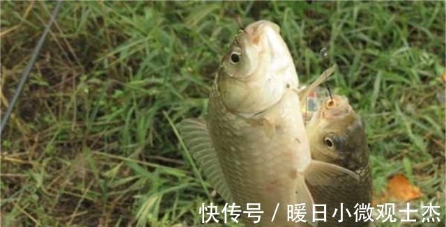 杂食性|野钓鲫鱼，用什么饵料最好？不同种类的鲫鱼和不同的食物