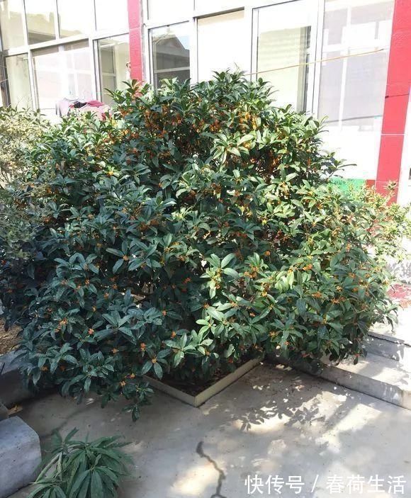 种树|院子里别乱种树,海棠“富贵满堂”,桂花“出贵子”,旺运添福