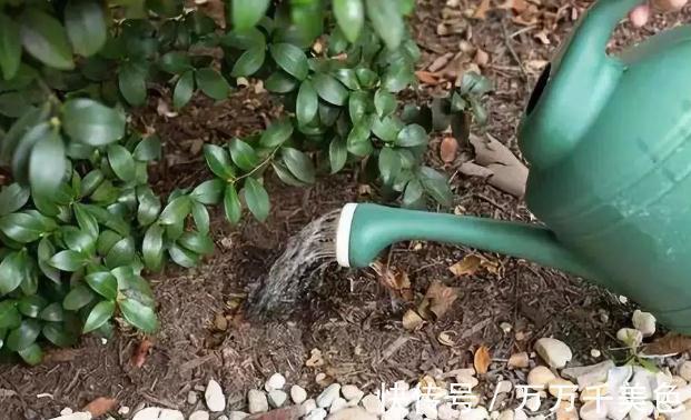 偏方|醋,蚊香,这些养花偏方,到底有没有效果