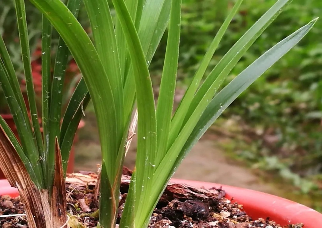 野生|家养兰花常发病,为什么野外的兰花病害少?兰友一语道破玄机