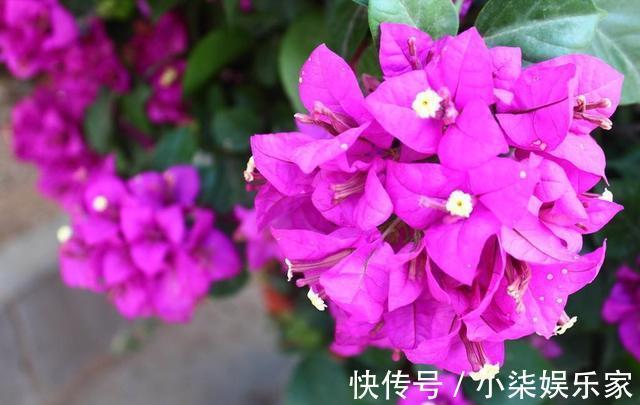 花盆|家里有这3种花，看到这几种“迹象”，别浇水了，先换盆才能养活