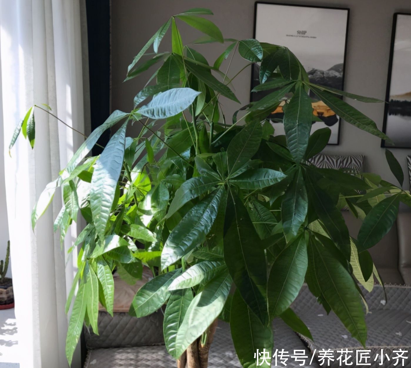 浇水|夏天施肥别盲目，掌握好4点，才能促进生长，用错了会烧根