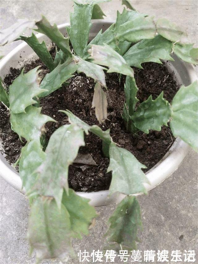 休眠期|蟹爪兰叶子“软塌塌”?教你做3步,嗖嗖冒新叶,入冬花朵爆盆