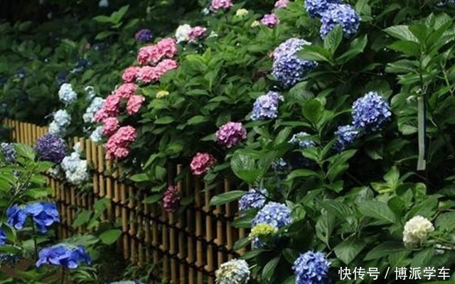 磷酸二氢钾在花卉施肥中是“有讲究的”,别乱施,您了解多少呢