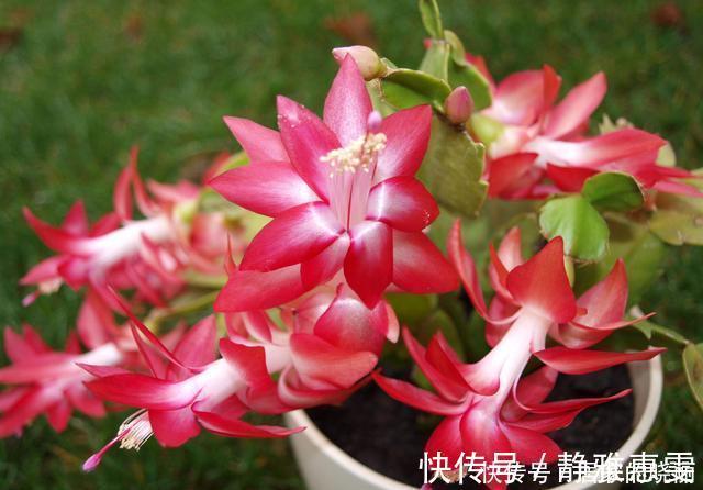养分|蟹爪兰越养开花越多,邻居看了都来问养殖方法