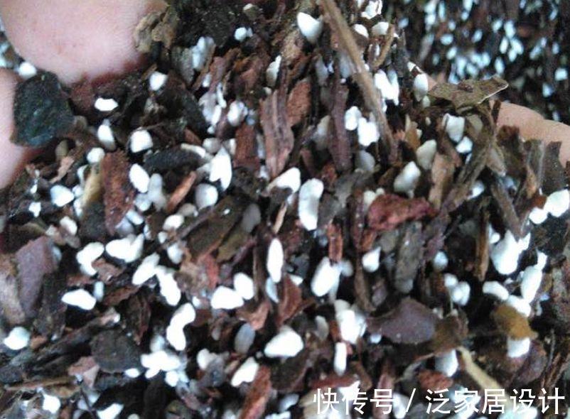 花盆|兰花不能乱浇水，浇得越多，死得越快