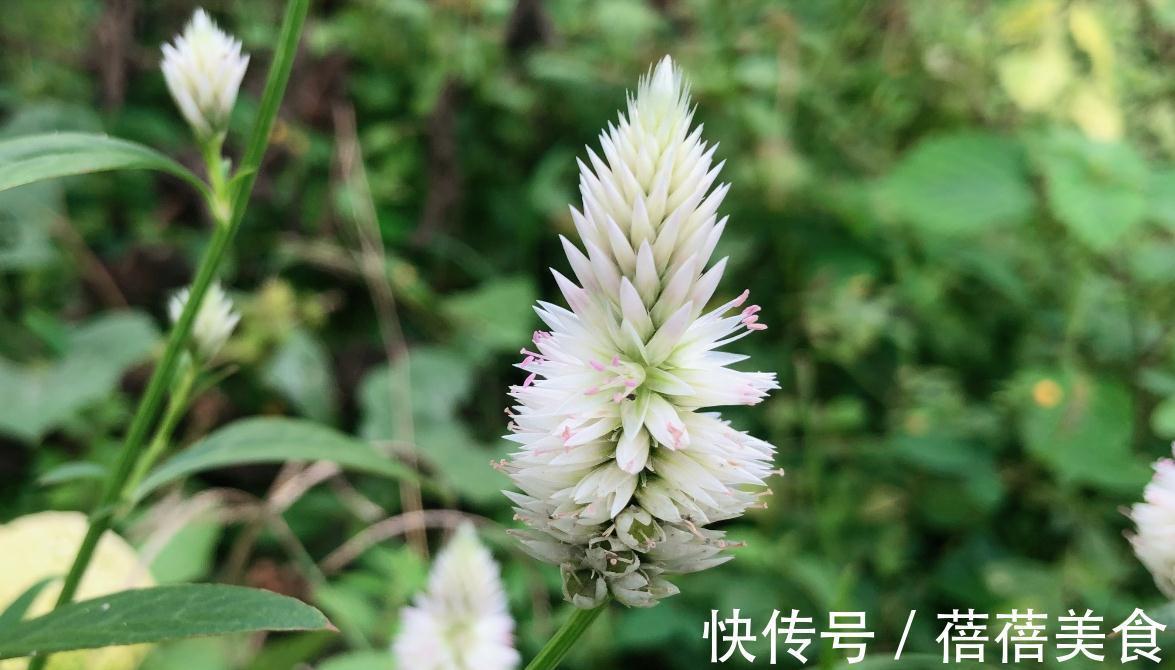 农田常见杂草青葙,都有什么用知道吗?了解完才知道它是个“宝”