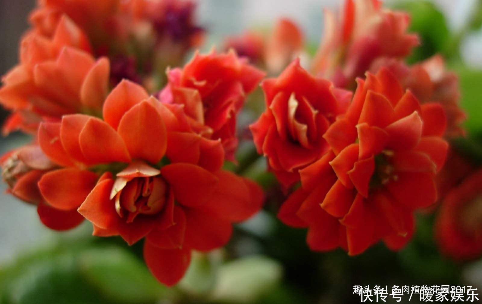 长寿花没有精神,可能问题出在这四点,做好花多叶绿