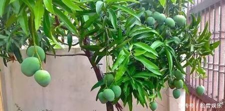 果子|两种水果,吃完籽儿留下,撒盆里,一年长成小盆栽,果子结满了