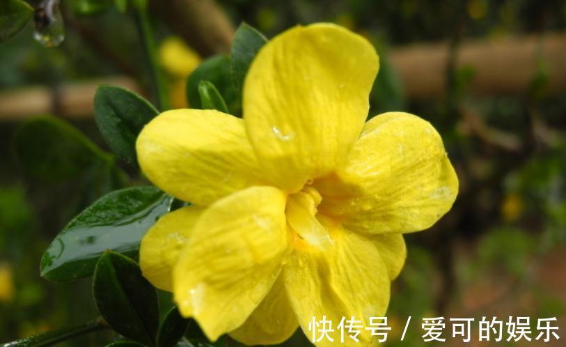 出门在外,立冬节气准备这几种“红花”,寓意幸福美满吉星高照