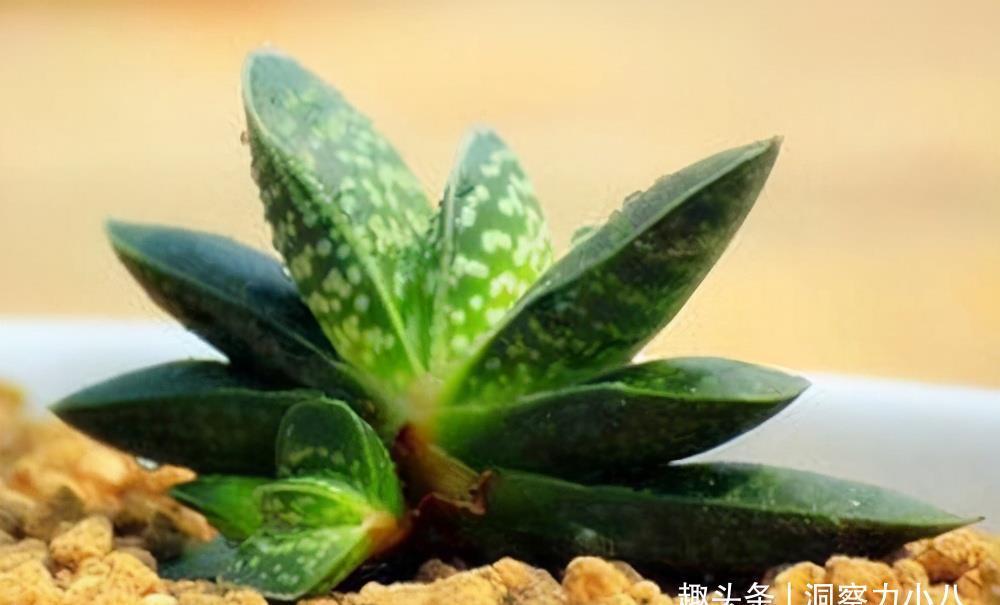 多肉植物|3种“不起眼”的多肉,原本无人问津,后期成网红抢手货,抢着要