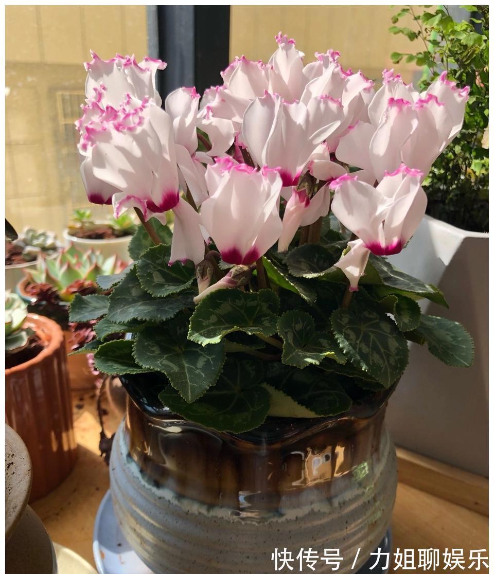 7种“富贵花”,容易被浇死,别太狠,一杯水就够养一冬天