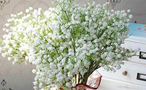 几种花养家里,丢盆里猛长,开花多又美,一整年开花