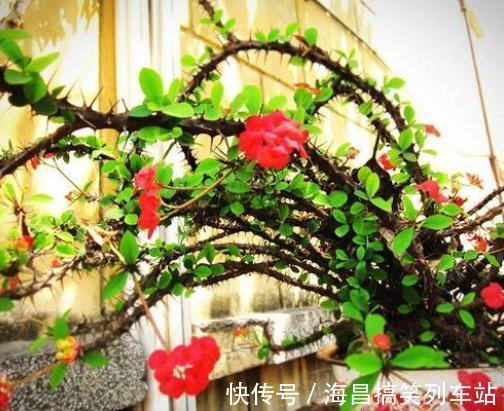 虎刺梅“有毒”,很多人还是养家里,原因只有你一点,看你知道吗