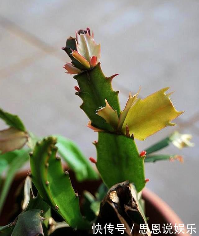 对症下药|蟹爪兰长出新叶是红色,要分情况对待,对症下药,来年才会开满花