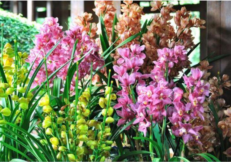 家里养上4种花，花朵大花期长，比牡丹还美，年年开花美翻