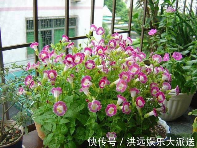 机器|这3种花“耐热”好养，30度还能窜花苞，夏天的“开花机器”
