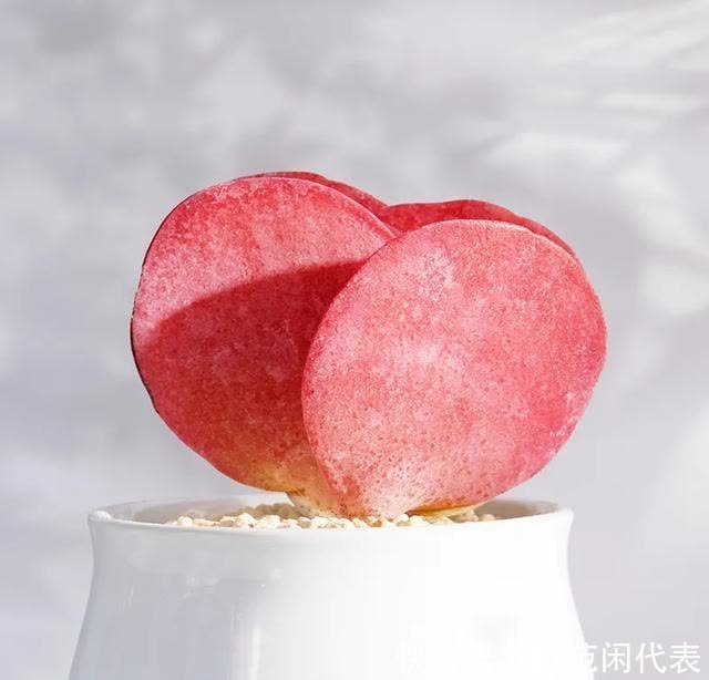 红稚莲|喜欢养多肉?推荐20种适合夏季入手的多肉植物