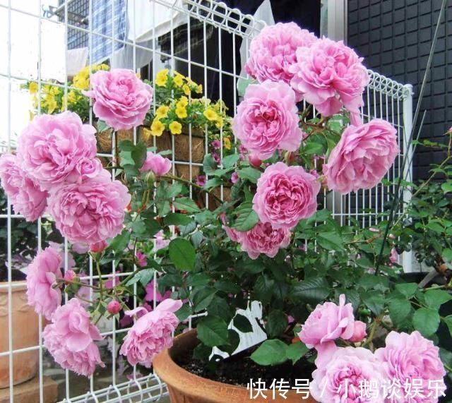 种花|“7种花”适合养家里，一年四季都能养，开花迷人，一盆养好多年