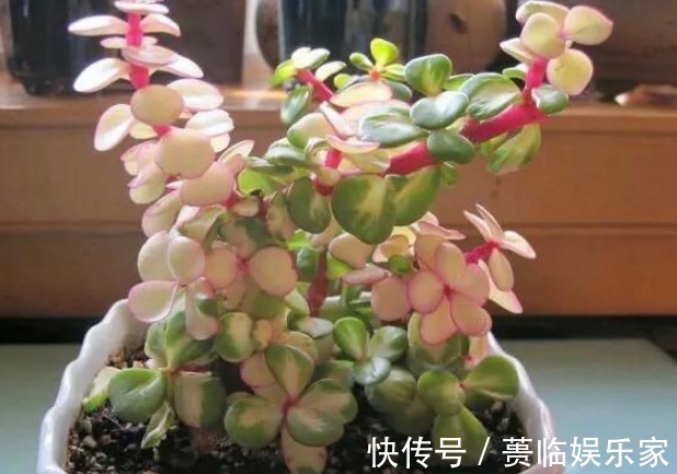 吉祥|小商小贩也需要养花这3种花招财又聚财,越早知道越好,别不信