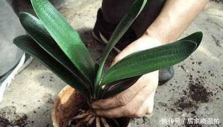 君子兰用这个土来养,根系肥壮,叶子又厚又亮,花开的越来越多