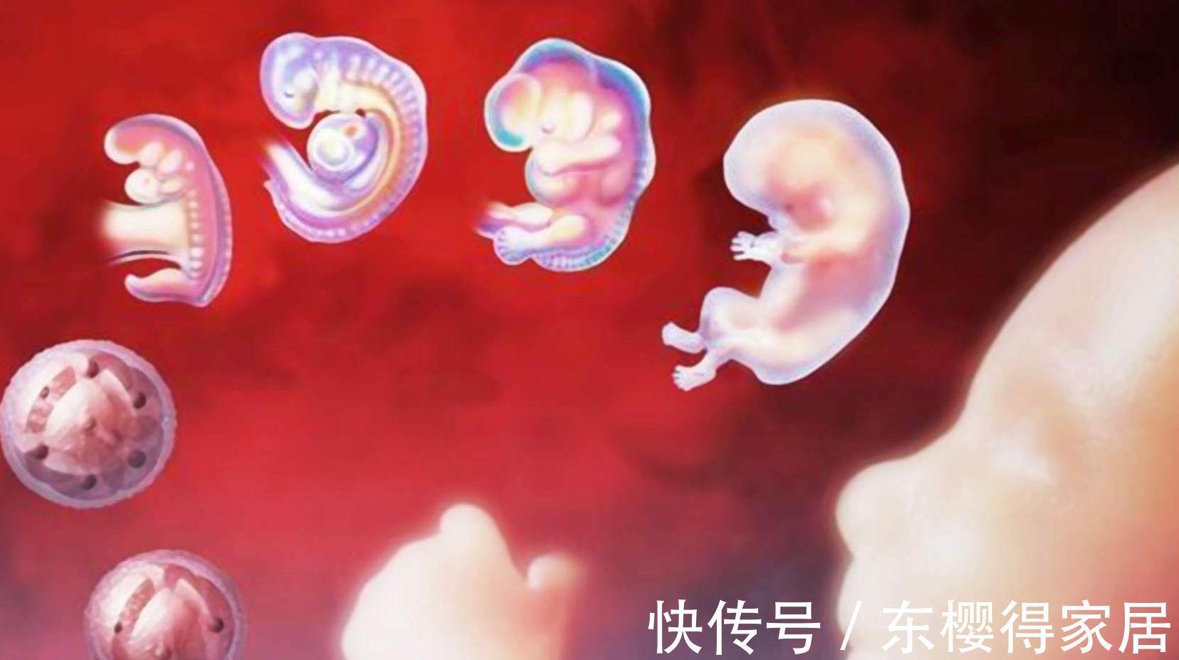 性格|胎儿的脾性更像谁?遗传学家:娘胎里就能判断一二,后期很难改