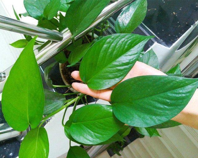 到了秋天,1盆水浇花,绿萝、发财树“嗖嗖冒芽”,迅速爆盆