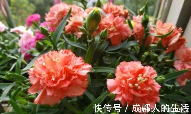 绣球花|养花试试这几款，花开繁盛花香怡人，给点阳光就灿烂，人见人爱