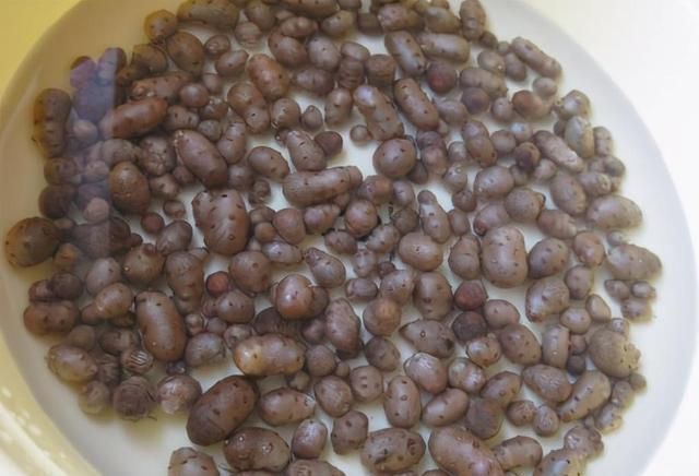 做法|秋后,遇到我必买10斤的果子,便宜还养胃,这做法比糖霜花生好