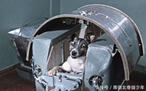 致敬太空英雄莱卡，这只世界上首登太空的狗狗，永远的航天丰碑