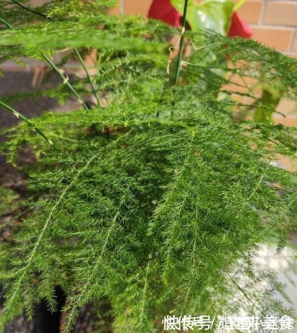 养盆最高雅的文竹,放在卧室里,每天喷点水,四季不黄叶