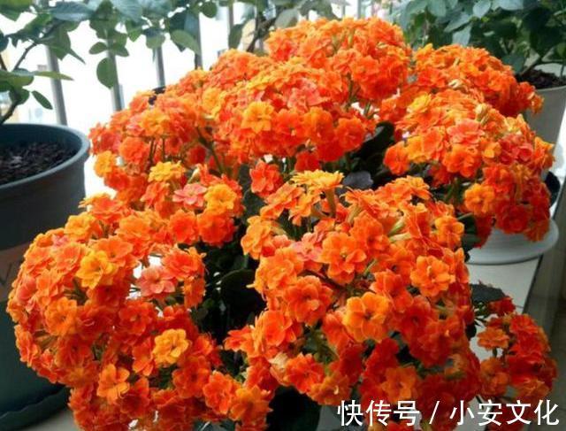 秋季来临,“2种花”现在扦插,一周就生根,进入冬季就开花