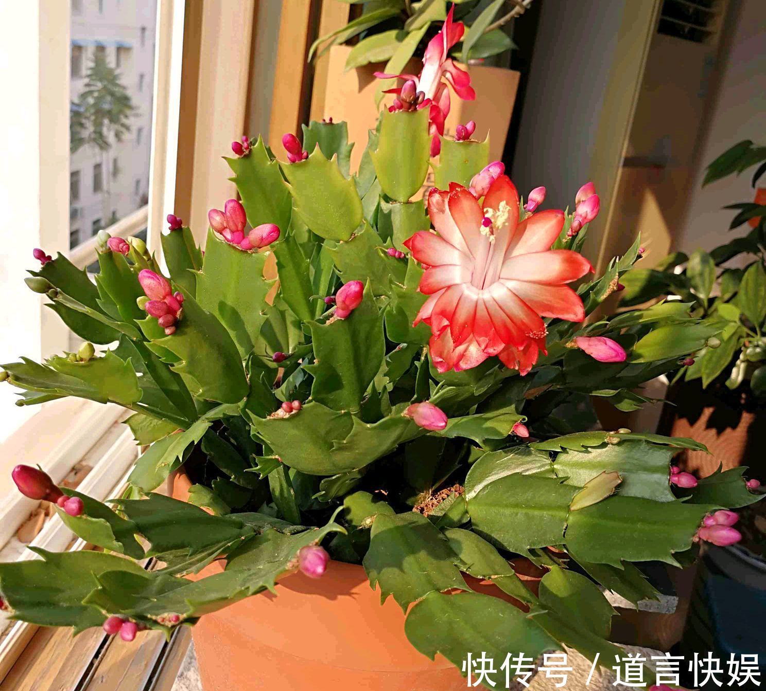 秋季养蟹爪兰为什么要摘芽满足4个套路,花苞更多,开花易爆盆