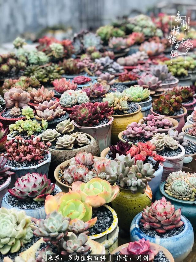 爱多肉，爱生活，我们是一群快乐的养肉人！