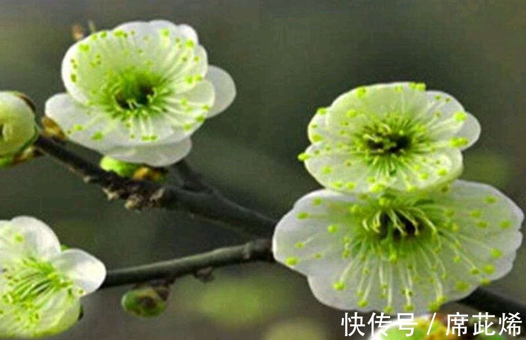 冷蕊@品性孤高自带香,小院深处占年芳《咏梅》七律诗五首(附诗评)