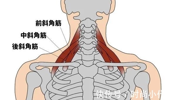 谣言|关于斜方肌的谣言，适可而止吧！