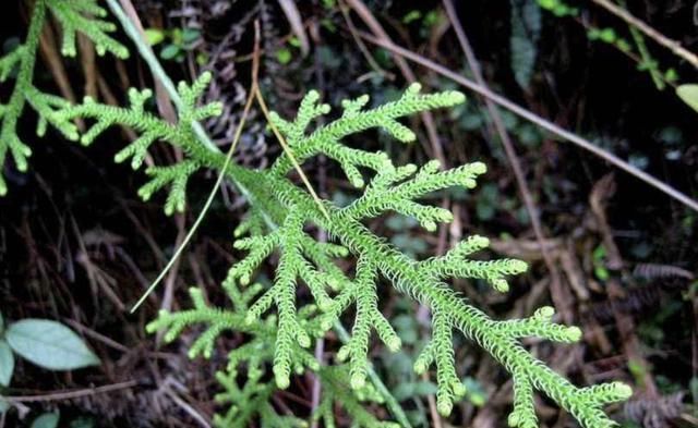 植物|小溪边，1种野草像“蜈蚣”，名称是“铺地蜈蚣”，甚是珍贵