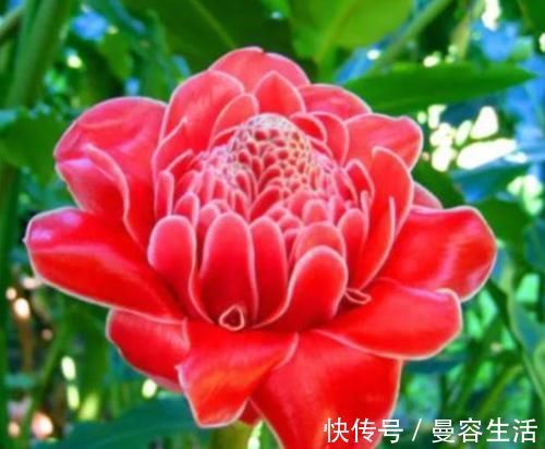 4种花高贵优雅,看了就让人沉醉,吉祥富贵,红红火火好运来