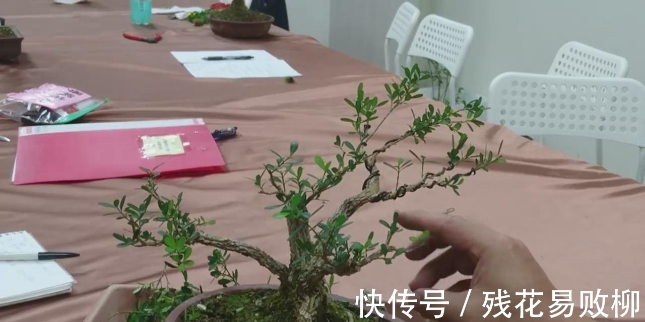 树型|要想盆景后期造型好，前期审桩很重要