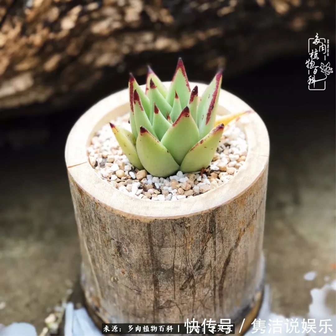 多肉遇上枯木木花盆，姑娘自己造！