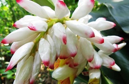 外形像芭蕉,开花宛如一抹胭脂红,爬山见到采回家