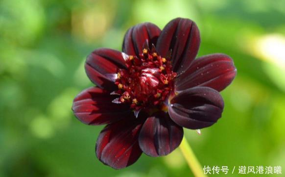 喜欢养菊就选 巧克力秋英 具有巧克力香气 花期长室内盆栽养 快资讯