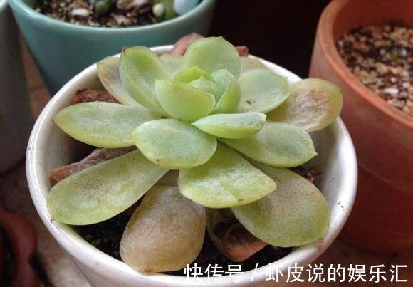 多肉冬季“化水”,除了“温度低”外,2个“原因”也要预防