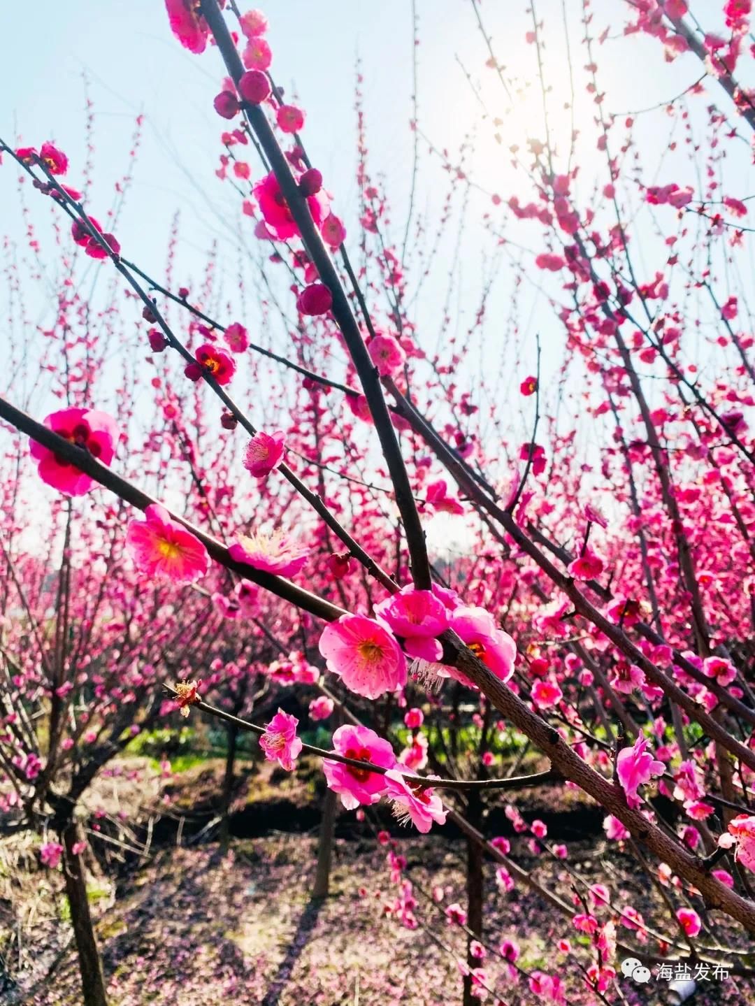 梅花盛开，芳香自来！海盐这个地方简直美爆了！