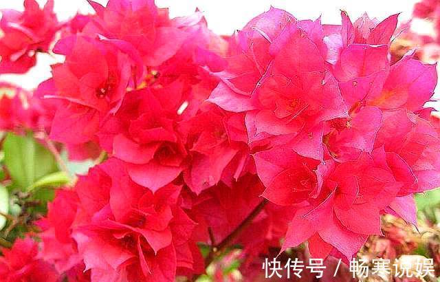 三角梅烂根不要怕,“1招”处理,七天恢复,马上开花“爆盆”