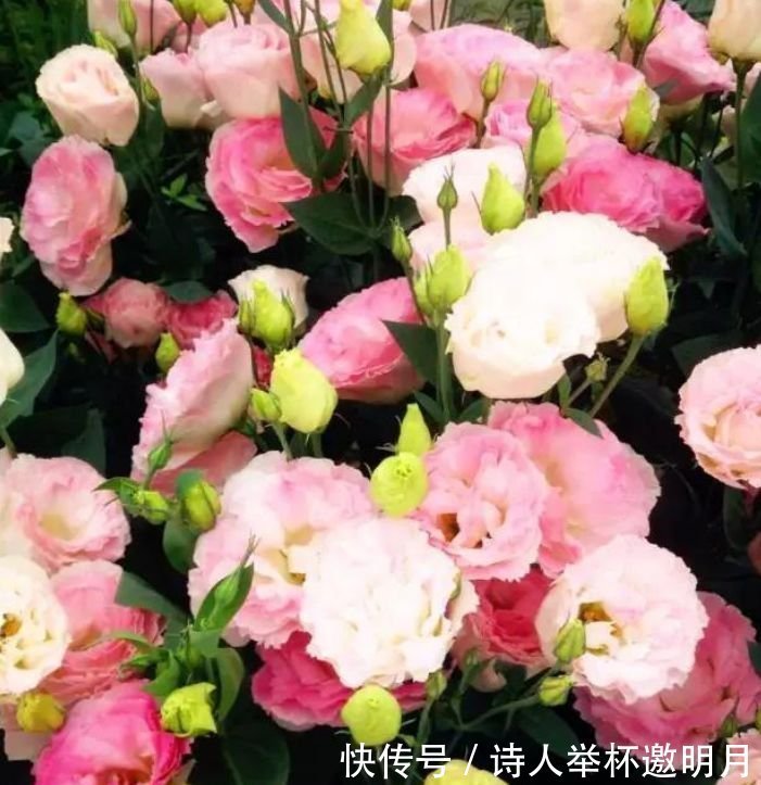 养花就养这几款，全年开花不停，爆盆美如花，枝头窜满花苞