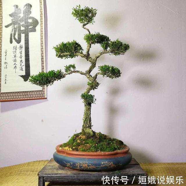 黄杨|这4种盆景最好养,少光低温也能四季常青,寓意好家里人都喜欢