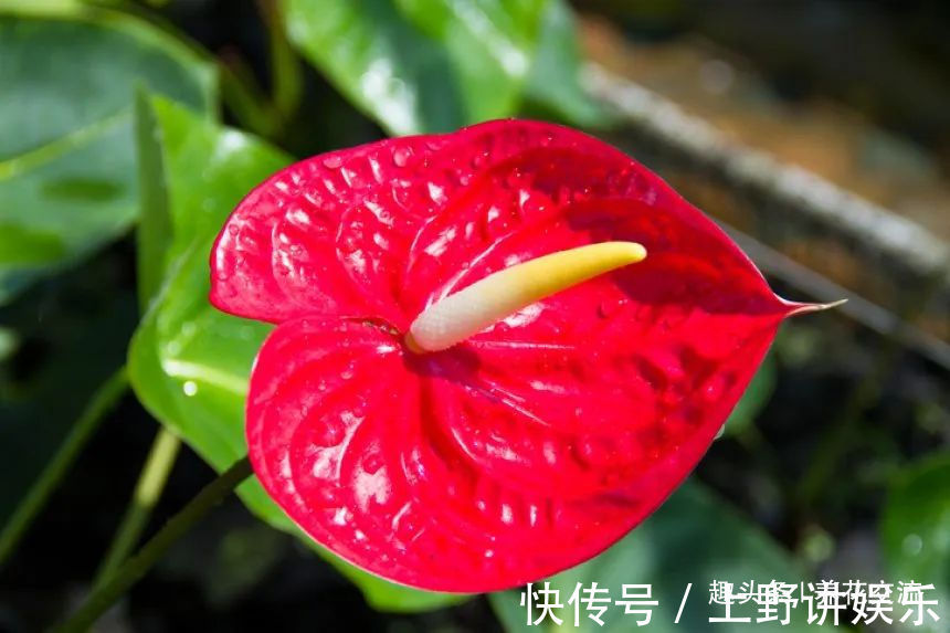 红掌养了大半年不见长,还有黄叶病叶,处理都简单,想开花就难了