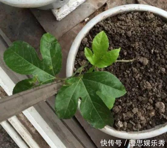 夏天吃水果，“留个籽”撒盆里，10天发芽变盆栽，养好摘果1篮子