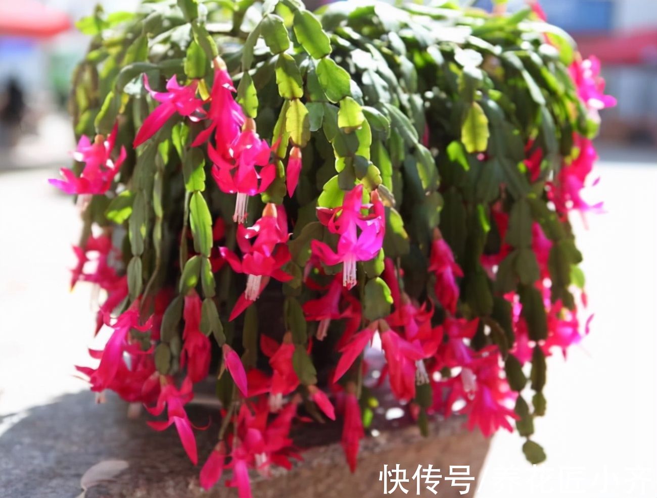 买到带花蟹爪兰，“换盆、假植、套盆”三种操作，只有一种是对的